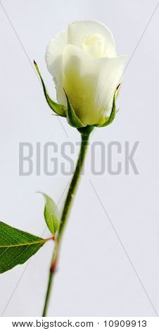 Knospe einer weißen Rose