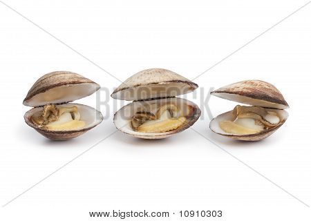 Celá vařená psí cockle