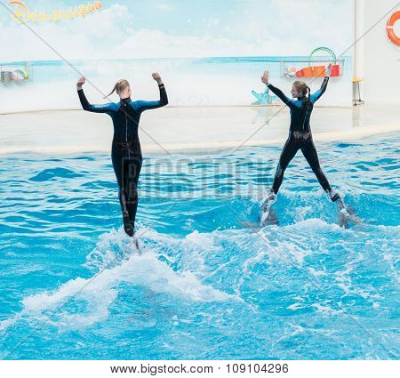 Dolphin show scene