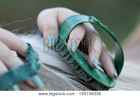 Girl Grooming Horse
