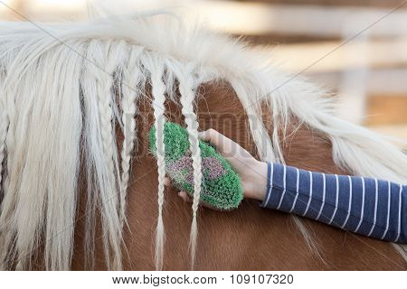 Girl Grooming Horse