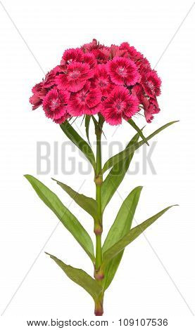 Dianthus Barbatus Flower