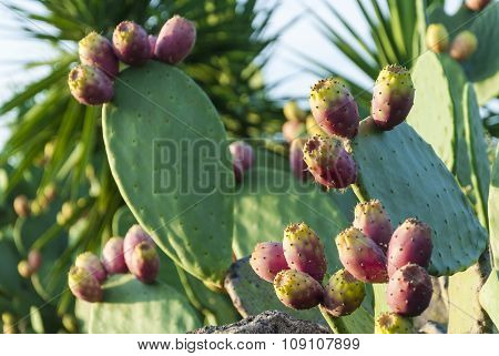 Prickly Pear