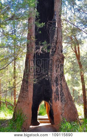 Giant Tingle Tree in Western Australia