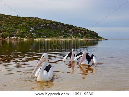Three Pelicans: River Mouth Life at Dawn