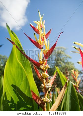 Bird Of Paradise