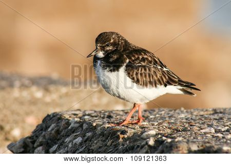 Ruddy Turnstone, Cadiz, Spain