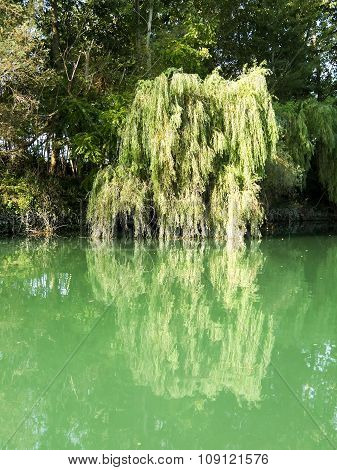 Wild Brenta River