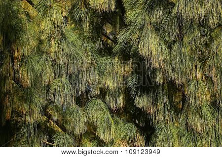 Beautiful Pine Needles With Cones