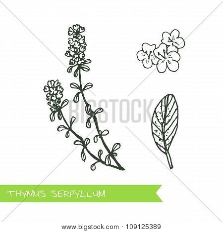 Handdrawn Illustration - Health and Nature Set