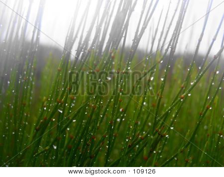 Капельки воды на растения