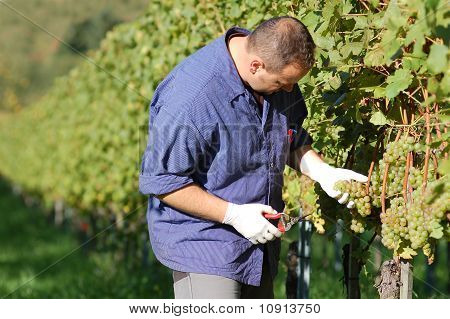 Vintner ใน Wineyard
