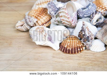 Different seashells piled together like a background.