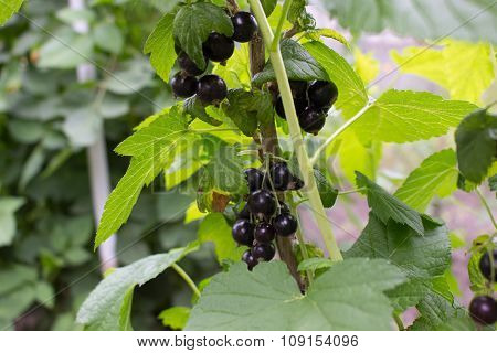 Bush of black currants