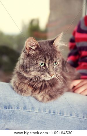 Grey lazy cat sitting on woman's knees near window