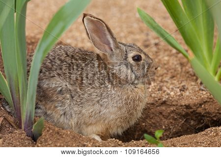 Cottontail Rabbit