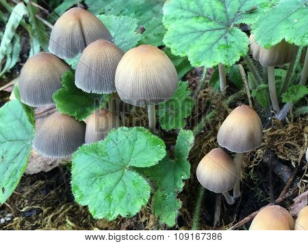 Mica Cap Mushrooms - Coprinellus micaceus