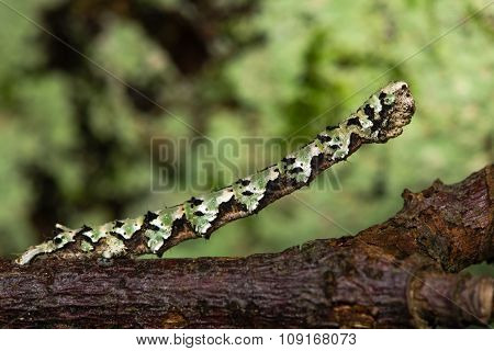 Scalloped hazel (Odontopera bidentata) caterpillar