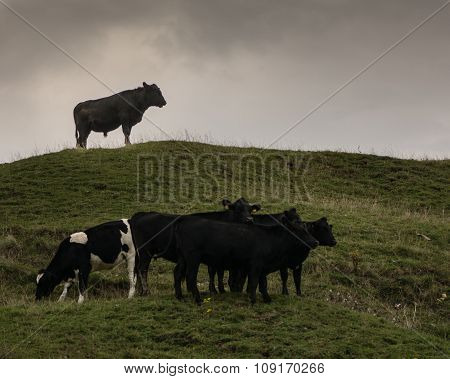 Bull standing over his herd of cows