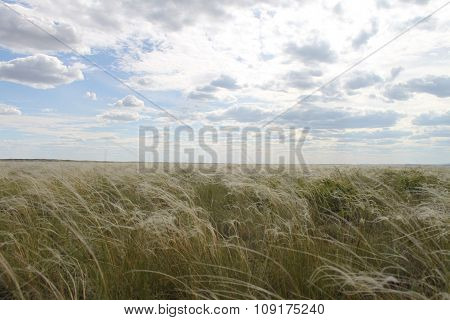 steppe