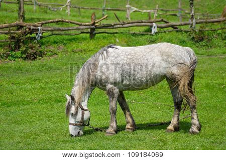 Lonely mare grazing on spring pasture