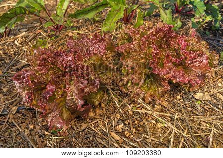 Organic agriculture of purple lettuce with crop rotation