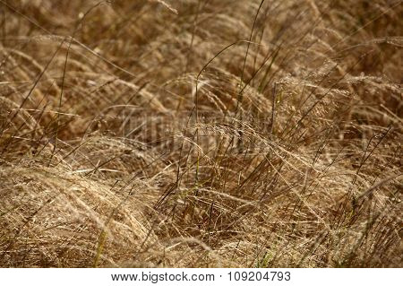 Teff Field