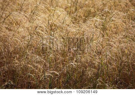Teff Field