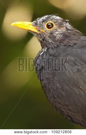 A portrait of a piebald European Blackbird.