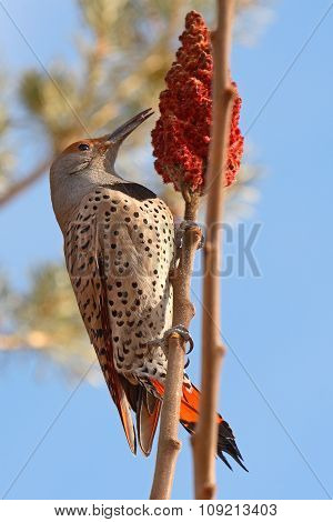 A Northern Flicker feeding on sumac during winter in Colorado