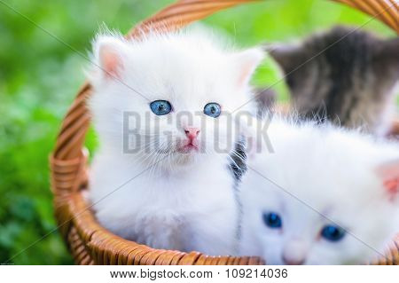 cat in park