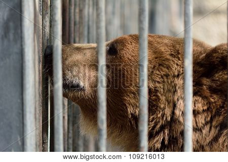 Brown bear in captivity