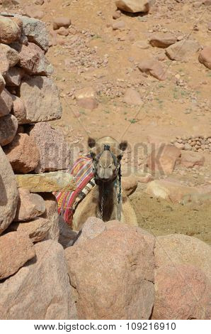 A Camel