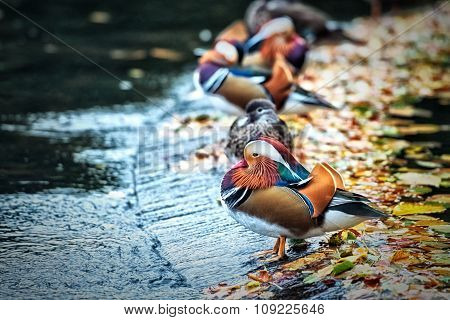 Mandarin Duck