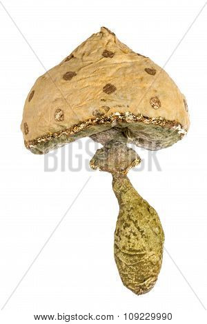 Mushroom - Toy Of Handmade, Isolated On White Background