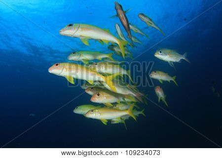 Yellow fish Goatfish