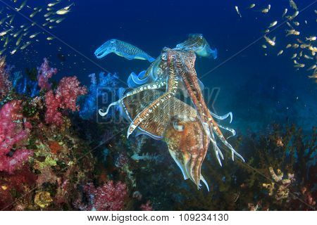 Pair Cuttlefish mating