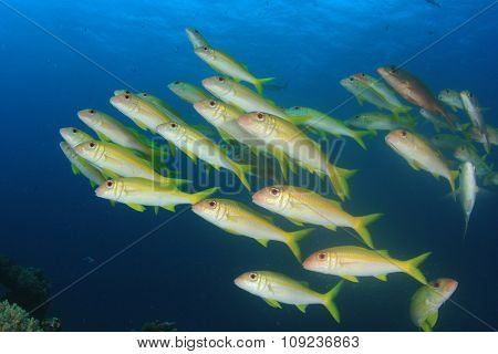 Yellow Goatfish