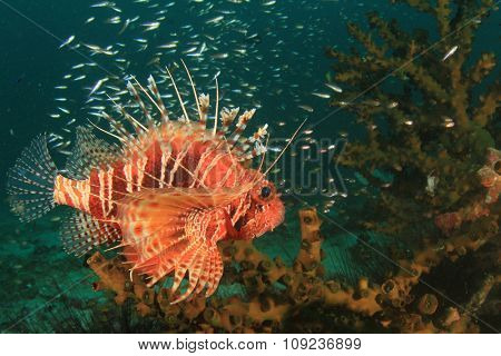 Dwarf Lionfish