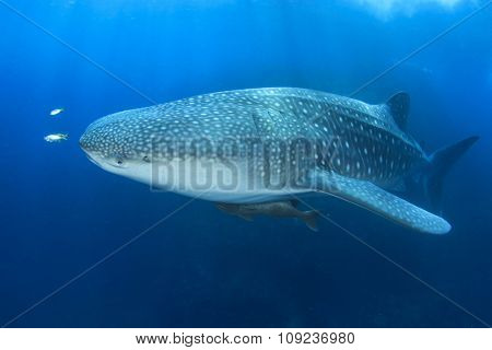 Whale Shark whaleshark