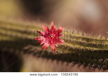 Red flower on a Cleistocactus samaipatanus cactus