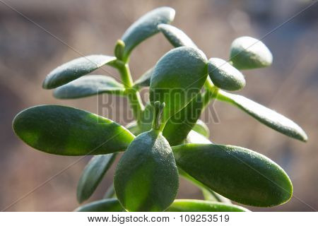Crassula Portulacea Houseplant Close Up