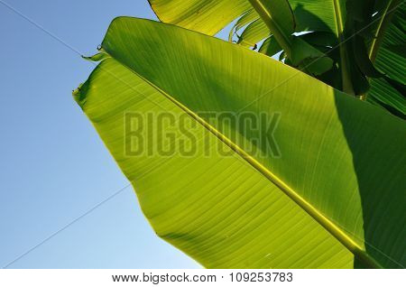 Banana Leaf