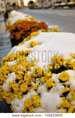 Early Snow On Marigolds