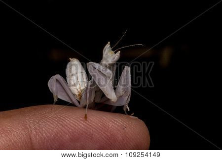 Mantis