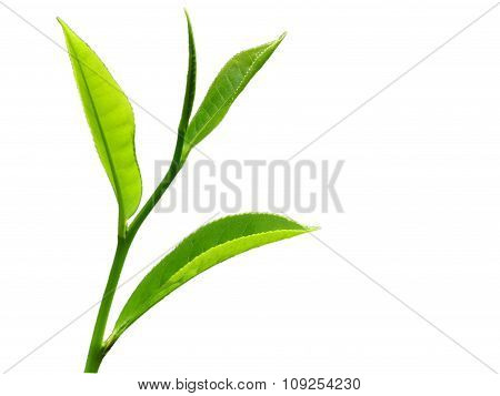 Top Four Leaves Of A Tea Plant