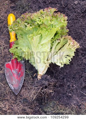 Lettuce With Roots And Small Old Red Shovel