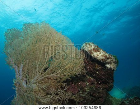 Soft Coral
