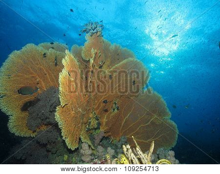 Reefscape