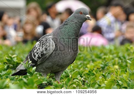 Rock Dove